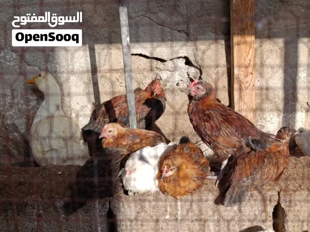 افراخ دجاج عرب +افراخ بط +افراخ بش +بط عراقي