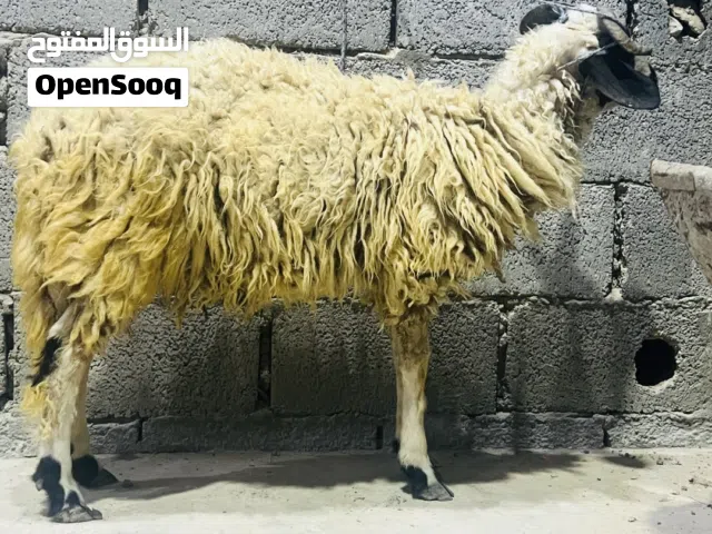 ضحيه للبيع بسعر حرق
