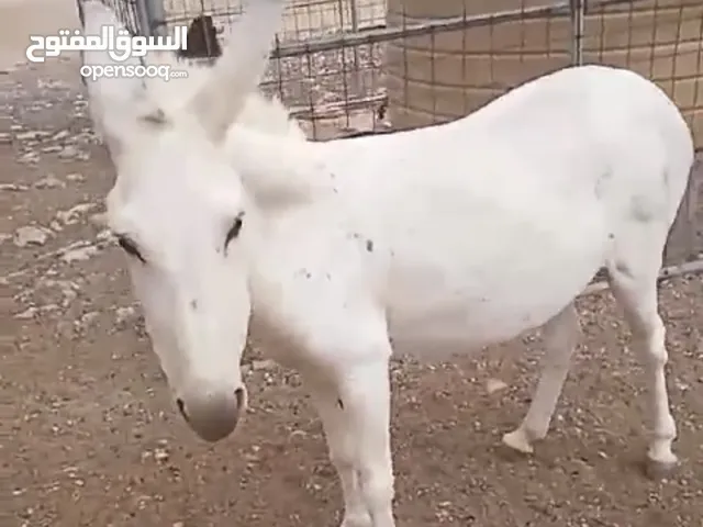 حماره بيضا للبيع مطلوب 300او البدل عن غنم