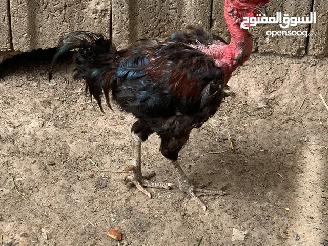 ديج ابو ركيبه احمر بسود حلو وعالي وصاحي سعره 18 الف