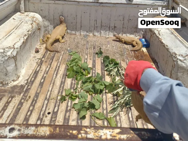 موجود ضبان للبيع