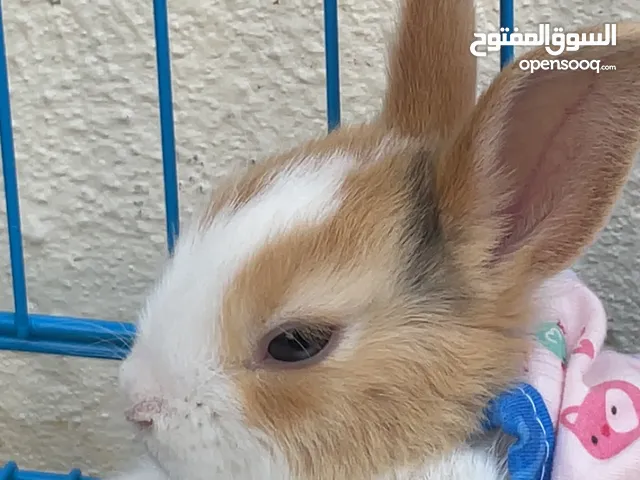 للبيع ارانب هولنديه صغيره عمرها شهر