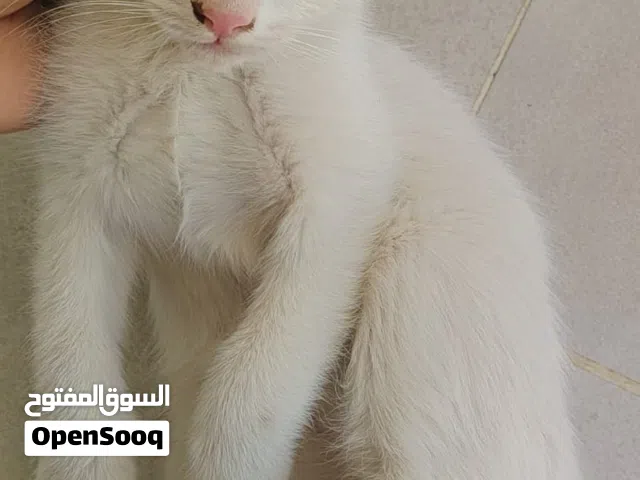 قطة شيرازية