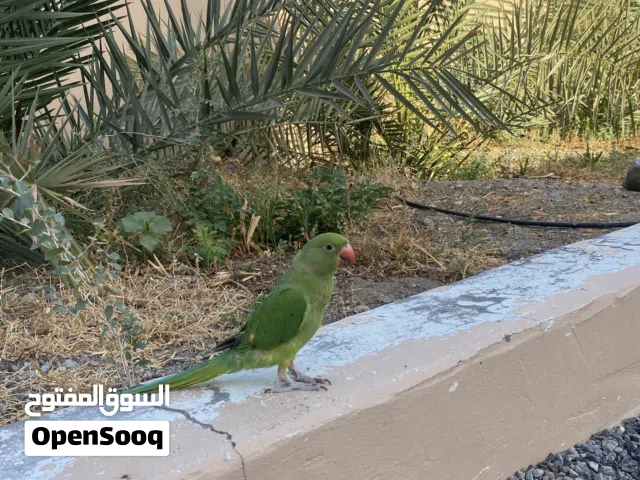 للبيع ببغاء عمانيه
