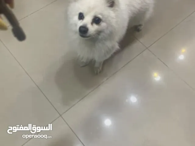 كلب اسبيتز للبيع