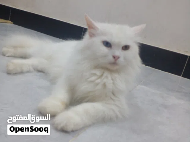سلام عليكم بزونه شيرازي عيون تك وتك عدها جهال عمرهم شهر او اكثر
