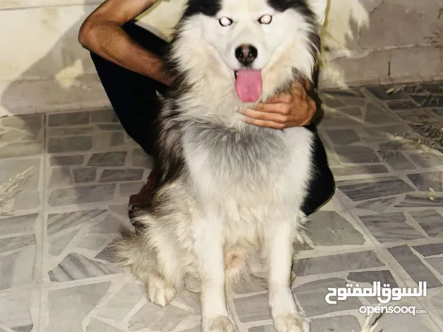 كلب هاسكي مولموت اصلي حجم متوسط