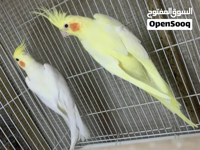 مطلوب جوز كوكتيل لاتينو منتج بسعر طري ، يفضل يكون تحته بيض  يكون ب اربد - مطلوب قفاص كاسكو