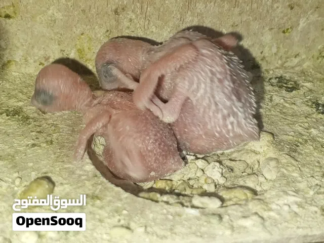 للبيع زوج طيور الحب مع أفراخهن العدد 3طيور نشطه وحلوات وبياضات مجموع الطيور5 سعرهن 50الف دينار عراقي