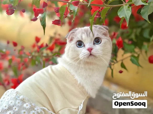 سكوتش فولد شانيشيلا Scottish fold