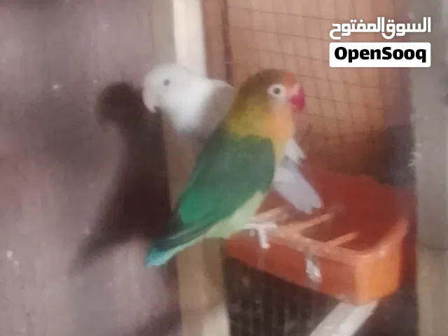 جوز فيشر للبيع شغالات انتجو عندي وسحبت إنتاجهم قبل اسبوع اقرا الوصف