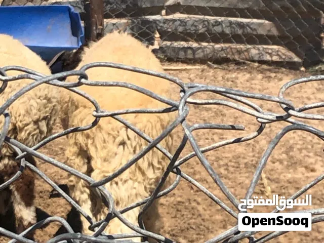 علوشه ربي يبارك اخواته يخدمو بي 27وبي 26 احني مديرينه بي 25 تبارك الرحمن