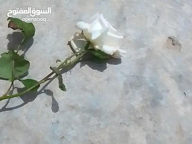 اللي عندو تلفون قوي بسعر رخيص للبيع يتواصل معي للمهتمين فقط ووين ما كنت اجيك بشرط يكون غراضك نظيفة