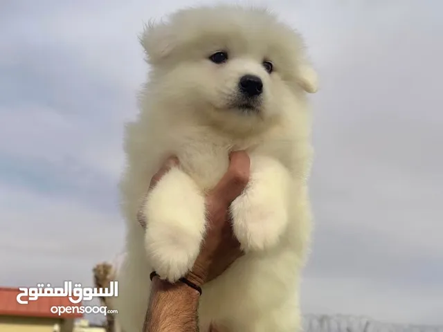 Samoyed puppy