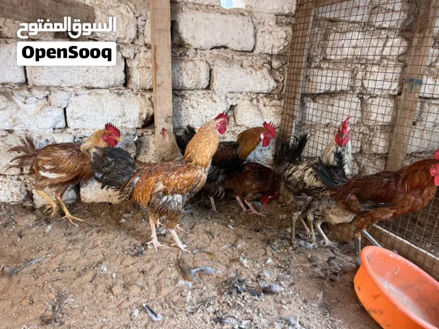 دجاج للببيع