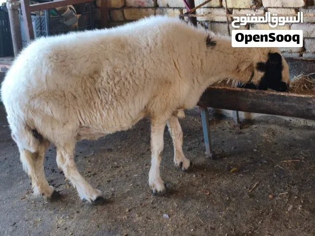 سلام عليكم نعجه خشنه كلش مضرع وسالمه سن وشطر وعين نعجه خشنه ومال بيت ونظيفه اقره الوصف الجوه