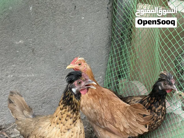 دجاج كويتي
