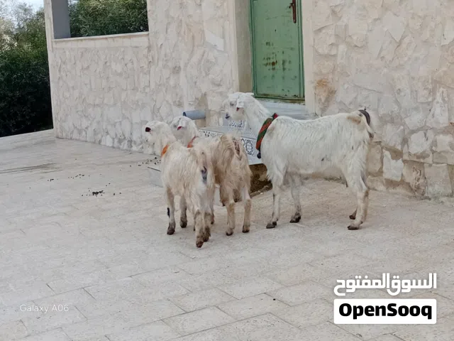 شعريه شاميه ما شاءلله عليه مع صخلاتين عشار جديد