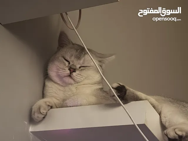 تزواج قط سكوتش ستريت شانشيلا