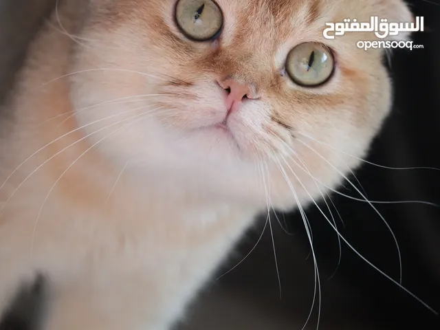 Male cat for mating only/not for sale ذكر للتزاوج فقط/ ليس للبيع