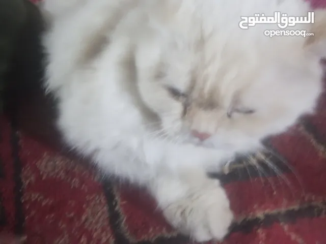 قط هملايا للبيع السعر 55.000