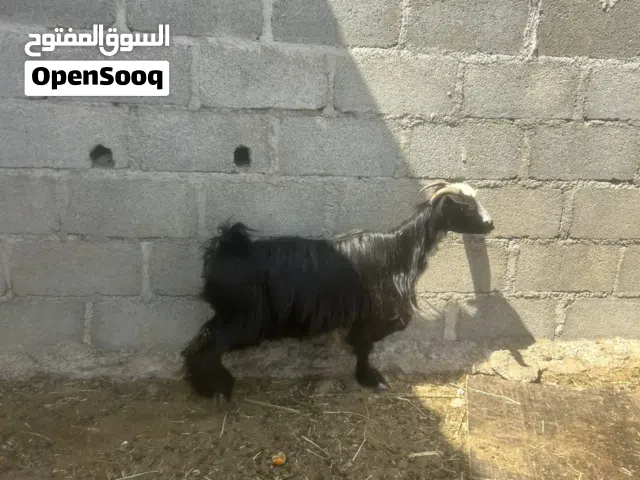 اغنام للبيع