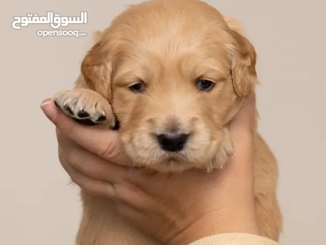 جولدن ريتريفر جراء