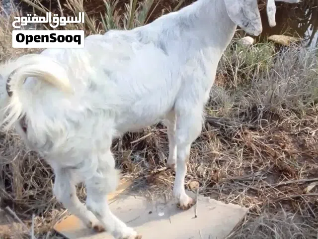 صخله وراها نثيه للبيع اقرأ الوصف