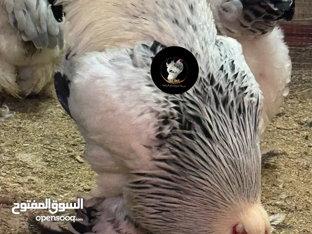 بيض براهما مخصب (بورسلان&بلاك موتلد& بلو موتلد& رزي كولومبي)