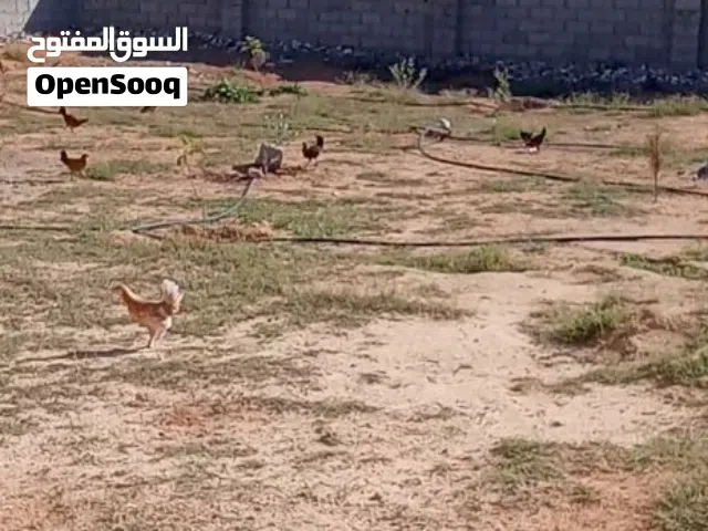 ماشاء الله تبارك الله دجاج عربي العدد29 عز ماتربي عمرهم تلات اشهر الوانهم اللهم بارك للبيع جمله