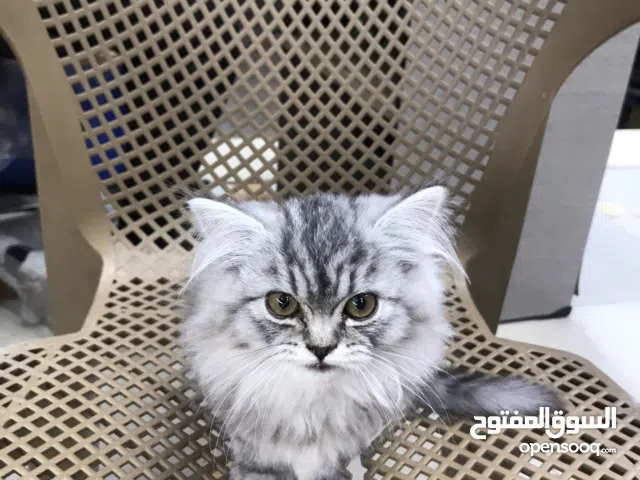 قطه دبدوبه شيرازي بيور 60 يوم نضيفه ومتعوده عاللتر بوكس