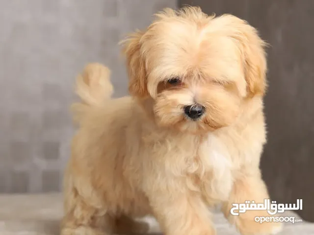 Maltipoo جراء مالتيبو