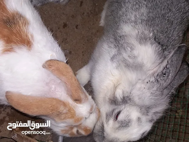 These three good quality healthy rabbits