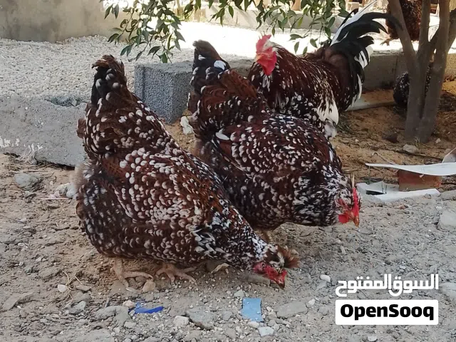 كتكوت سايكس زهري غليظ