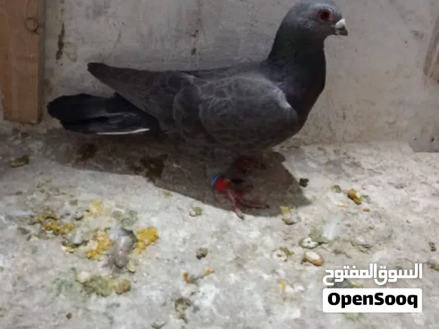 متاح حبات ضرب الموقع الزرقاء