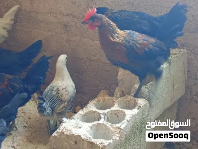 5ديوك للبيع