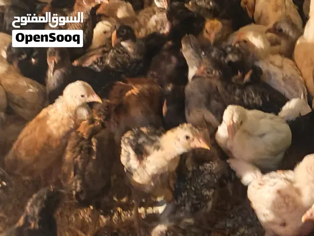 والصلاة والسلام على رسول الله صلى الله عليه وسلم متاح صيصان بلدي البزره الاصليه انتاج مزرعه الإخلاص