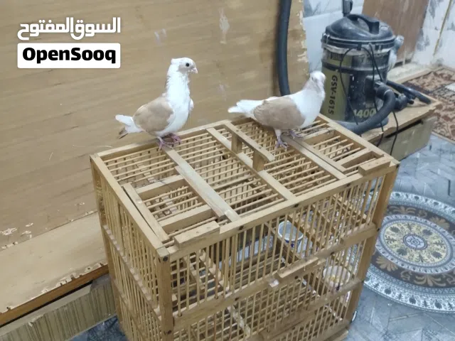 البيع 25الف مزاويج اوحلوات مال بيت .