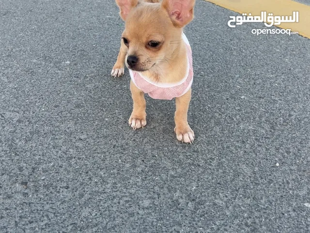 كلي شيواوا Chihuahua puppy