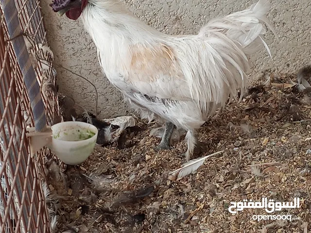 ديج عمره 8 اشهر كوجن مضرب صحه عال العال ملقح