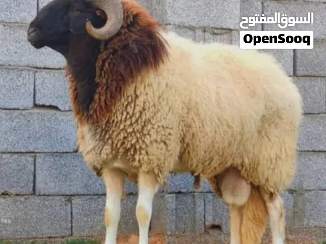 خروف العيد مع معلم شعبان