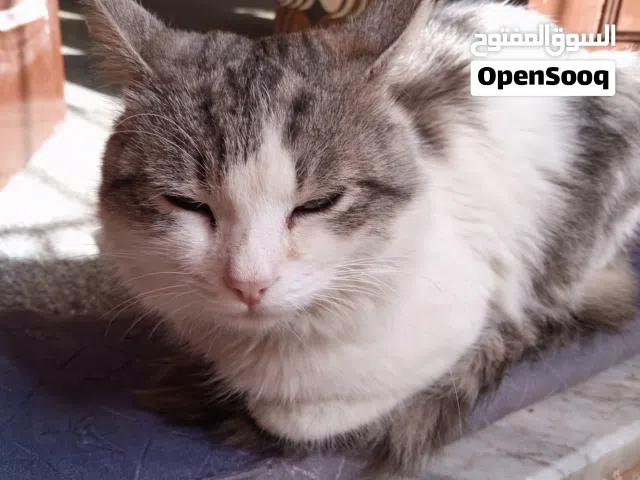 ذكر سيامي 10شهور