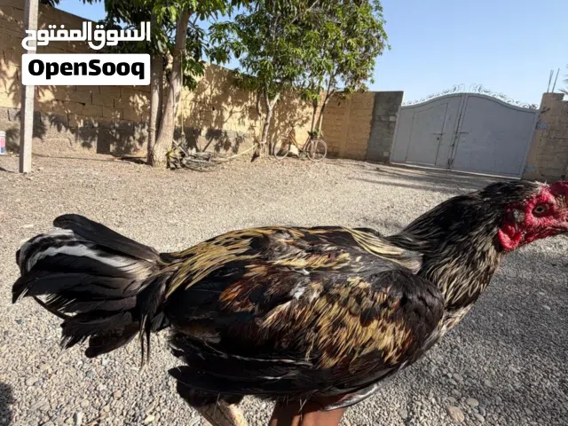 ديك للبيع نسل عالمي