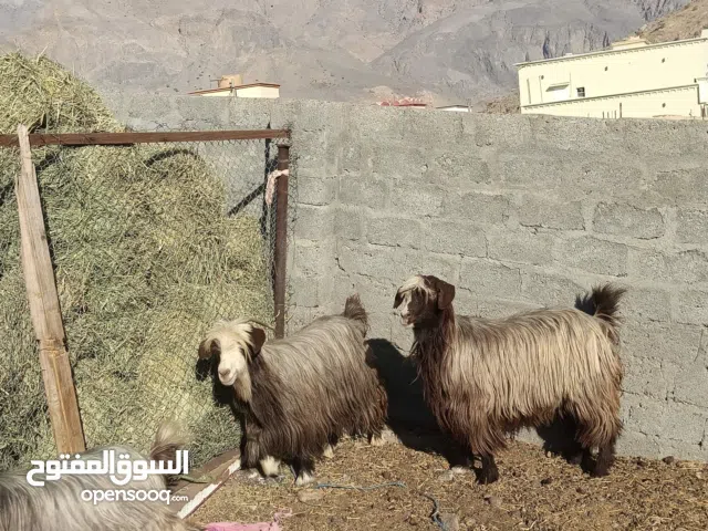 حلال للبيع رموج للتربية وجدايه للذبح والتربية