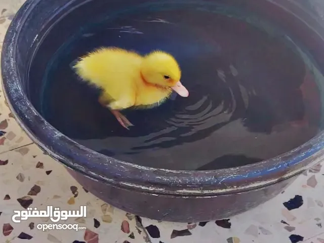 للبيع فرخ بط ترند السوشل ميديا! مش أي بط... هذا نجم! فرخ بط نضيف، صحي 100%، نشيط وبيعمل حرك