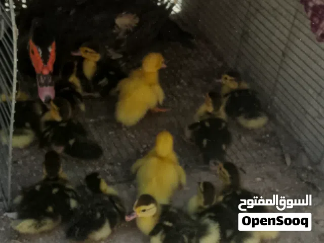 بطه مع فراخها