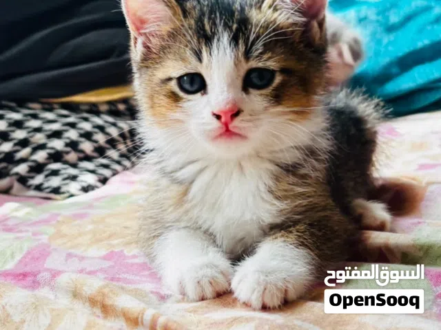 قطط للبيع سعر 60 ثلاث قطط مكس بين سكوتش وشانشيلا