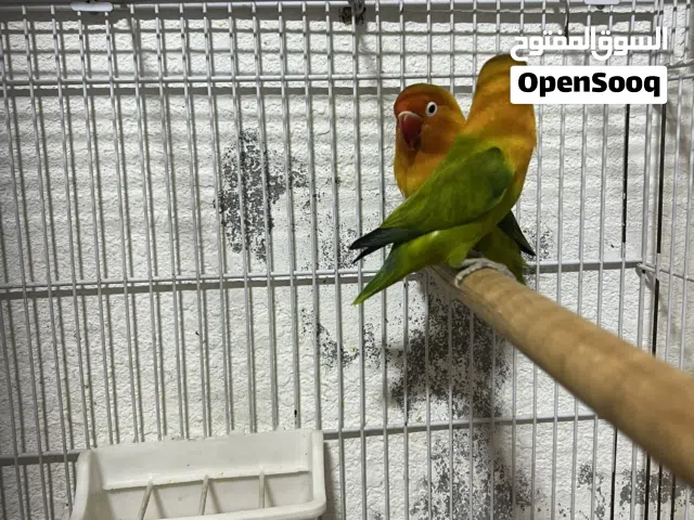 جوز فيشر جرين اوبلاين اسبلت بلو اسبلت باربلو اول خيرة جوز حنون ولا غلطة ، الرجاء قراءة التفاصيل