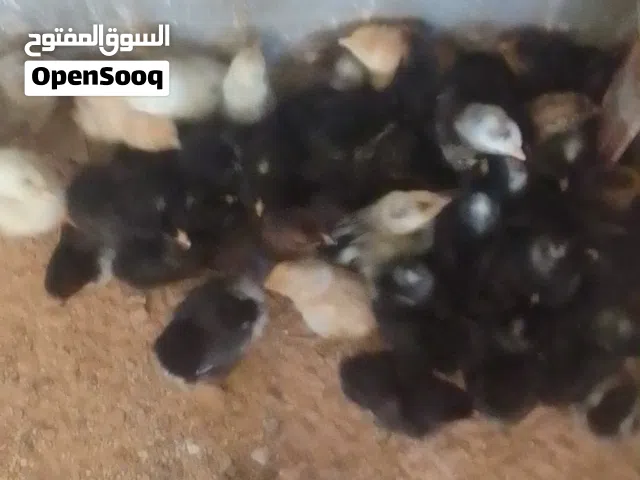 كتكوت عربي غليظ عمرهم 5ايام نشطات