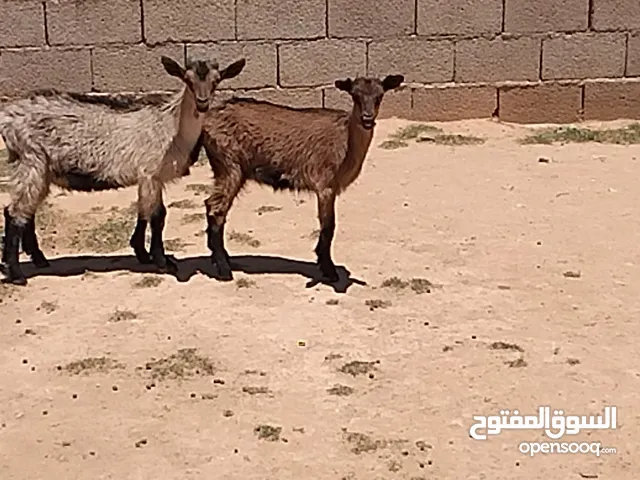 جدي وعناق فرنسي